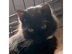Adopt Peanut a Black (Mostly) Maine Coon (long coat) cat in San Antonio