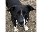Adopt Jasmine a Black - with White Boxer / Border Collie / Mixed dog in Sedan
