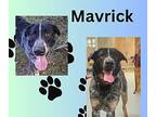 Mavrick Pointer Adult Male