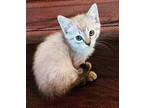 Adopt Shiloh a Cream or Ivory Siamese (short coat) cat in San Antonio