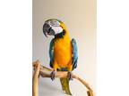 Adopt Bob a Macaw bird in Elizabeth, CO (29379182)
