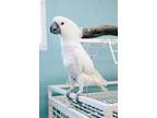 Adopt Sydney a Cockatoo bird in Edgerton, WI (30908142)