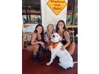 Adopt Theodore a White Dogo Argentino / Mixed dog in Tampa, FL (38460892)