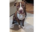 Adopt Milo a White - with Brown or Chocolate American Pit Bull Terrier / Mixed