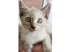 Adopt Ellen a Cream or Ivory Siamese (short coat) cat in San Antonio