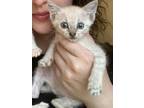 Adopt Jasper a Cream or Ivory Siamese (short coat) cat in San Antonio