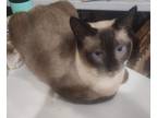 Adopt Pasadena a Cream or Ivory Siamese (short coat) cat in San Antonio