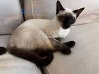 Adopt Rolly a Cream or Ivory Siamese (short coat) cat in San Antonio