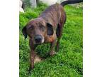 Adopt Cassie a Brindle - with White Plott Hound / Mixed dog in Fairfield