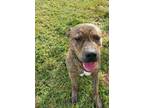 Adopt Hercules a Brindle American Pit Bull Terrier / Mixed dog in Fairfield