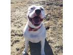 Adopt Andi a White Boxer / American Pit Bull Terrier / Mixed dog in Yoder