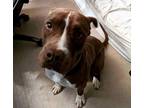 Adopt Rusty a Brown/Chocolate - with White American Pit Bull Terrier / Labrador