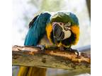 Adopt Alex a Macaw bird in Elizabeth, CO (35219339)