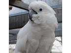 Adopt Wicket a Cockatoo bird in Elizabeth, CO (37275875)