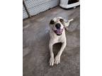 Adopt Cambrie a American Pit Bull Terrier / Mixed dog in Midland, TX (37867447)