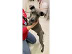 Adopt Mesquite a American Pit Bull Terrier / Mixed dog in Midland, TX (33886828)