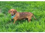 Boo Dachshund Adult Female