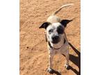 Adopt Aries a Boxer / Shepherd (Unknown Type) / Mixed dog in Midland