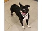 Adopt Nova (In foster) a American Pit Bull Terrier / Mixed dog in Vineland