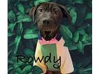 Rowdy Labrador Retriever Puppy Male