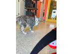 Sylvie Domestic Shorthair Adult Female