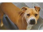 Roxy American Pit Bull Terrier Adult Female