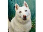 Figaro Husky Adult Male
