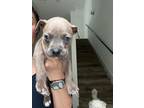Cuban American Pit Bull Terrier Puppy Male