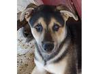 Leonard Nimoy Puppy Male