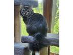 Nazarha Domestic Longhair Kitten Female