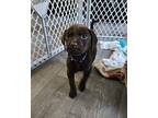 Mocha Labrador Retriever Puppy Female