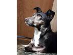 Adopt Dice 1 a Black Miniature Pinscher / Jack Russell Terrier / Mixed dog in