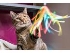 Adopt August a Domestic Shorthair / Mixed (short coat) cat in Lansing