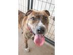 Adopt Kyoko a American Staffordshire Terrier / Mixed dog in Lansing