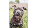 Adopt Kuron a American Staffordshire Terrier / Mixed dog in Lansing