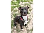 Adopt Felyx a American Staffordshire Terrier / Labrador Retriever / Mixed dog in