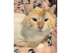 Owen Siamese Adult Male