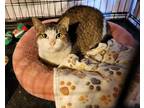 Adopt Patches a Brown Tabby Domestic Shorthair / Mixed (short coat) cat in