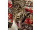 Adopt Poseidon a Gray, Blue or Silver Tabby Domestic Shorthair / Mixed (short