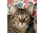 Adopt Lexi a Gray, Blue or Silver Tabby Domestic Shorthair / Mixed (short coat)