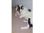 Adopt Birch a White (Mostly) Domestic Shorthair / Mixed (short coat) cat in