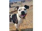 Adopt Ella a White - with Black American Pit Bull Terrier / Mixed dog in Yreka