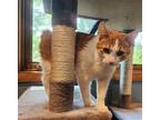 Henna Manx Young Female