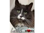 Adopt London a Domestic Longhair / Mixed (long coat) cat in Maryville