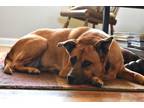 Adopt Bambi a Brown/Chocolate - with Black Labrador Retriever / Boxer dog in