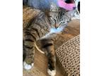 Adopt Carolina a Brown Tabby Domestic Shorthair cat in Wilmington, NC (34586497)