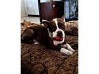 Adopt Gigi a Brown/Chocolate - with White Boston Terrier dog in San Diego