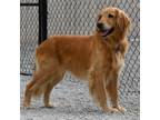 Adopt Faith a Tan/Yellow/Fawn Golden Retriever / Mixed dog in Louisville