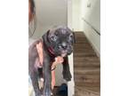 Clark American Pit Bull Terrier Puppy Male