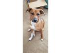 Adopt Cinco a Tan/Yellow/Fawn - with White Cattle Dog / Labrador Retriever dog